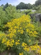 Gele bloemenzee